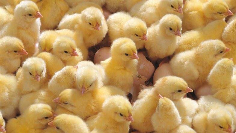 Фотография: На грузинской свалке из просроченных яиц вылупились тысячи цыплят. Видео №1 - BigPicture.ru