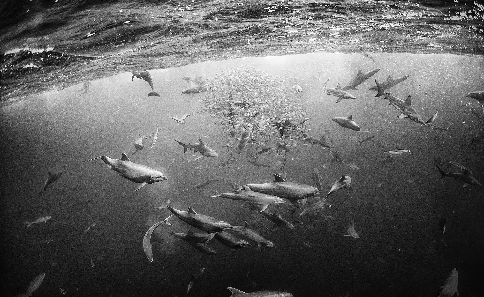 Фотография: Дайвинг с акулами и другие чудеса 