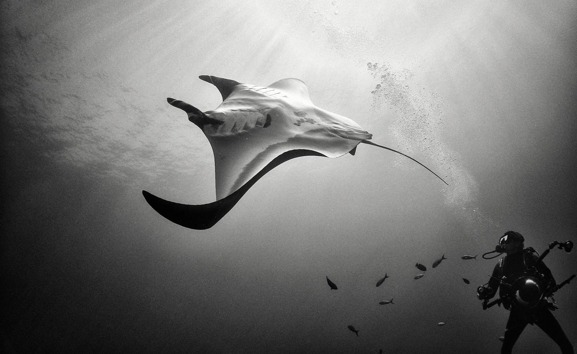 Фотография: Дайвинг с акулами и другие чудеса 