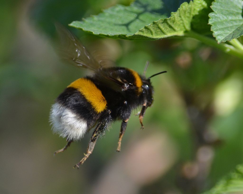 Фотография: Без меда и фруктов: Что произойдет, когда в 2035 году вымрут все пчелы №3 - BigPicture.ru