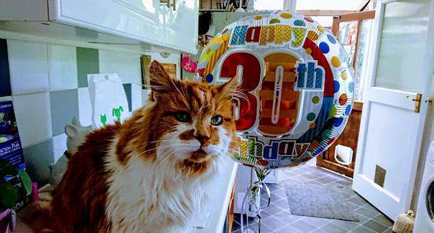 Фотография: Самый старый кот в мире отметил 30-летие: видео именинника №1 - BigPicture.ru