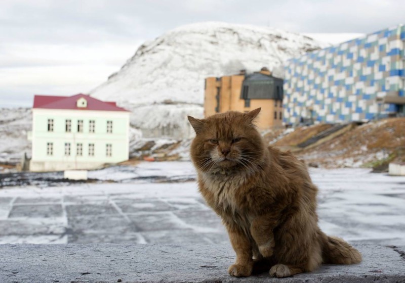 Фотография: Джеймс Кот: почему единственный кот Шпицбергена скрывается под чужими документами №2 - BigPicture.ru