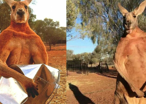 «Проваливай с моей территории»: кенгуру-бодибилдер ростом под два метра удивил Instagram
