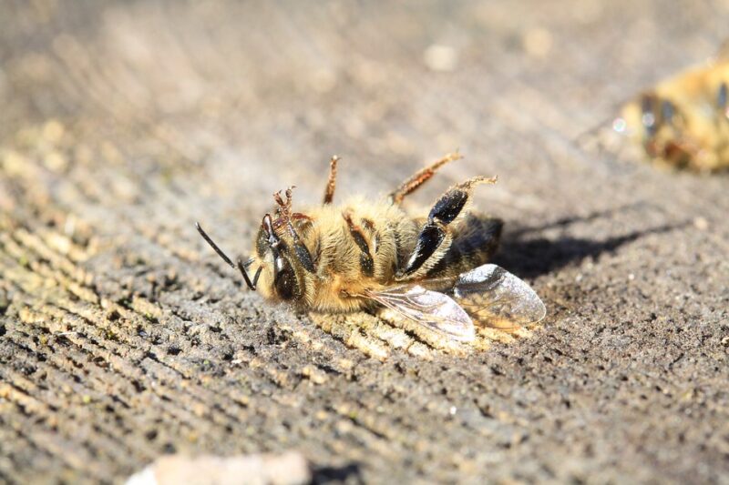 Фотография: Без меда и фруктов: Что произойдет, когда в 2035 году вымрут все пчелы №1 - BigPicture.ru