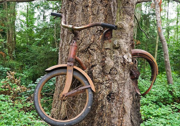 Что скрывает легенда вросшего в дерево велосипеда