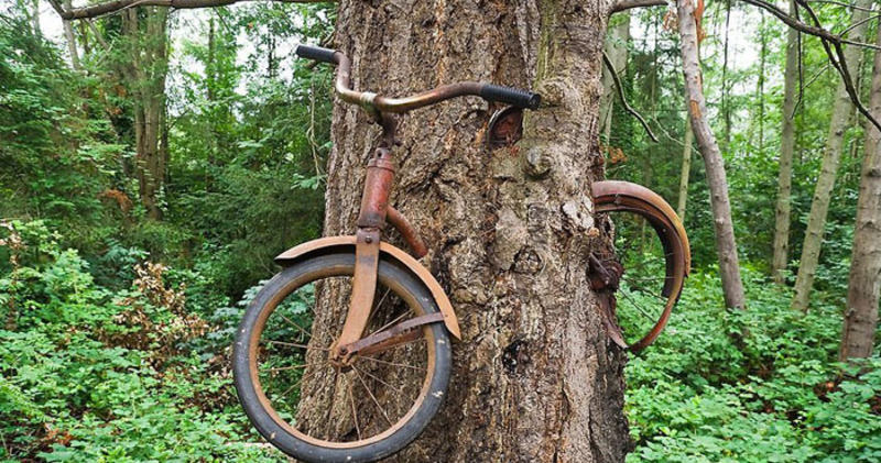 Фотография: Что скрывает легенда вросшего в дерево велосипеда №1 - BigPicture.ru