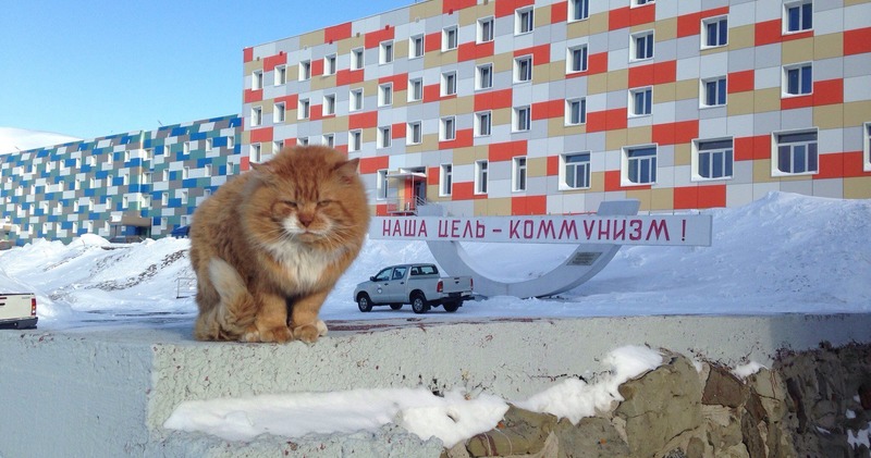 Фотография: Джеймс Кот: почему единственный кот Шпицбергена скрывается под чужими документами №1 - BigPicture.ru
