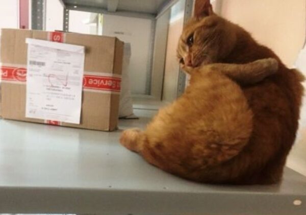 Кот из Омска лишился хозяев и устроился на работу в «Почту России»