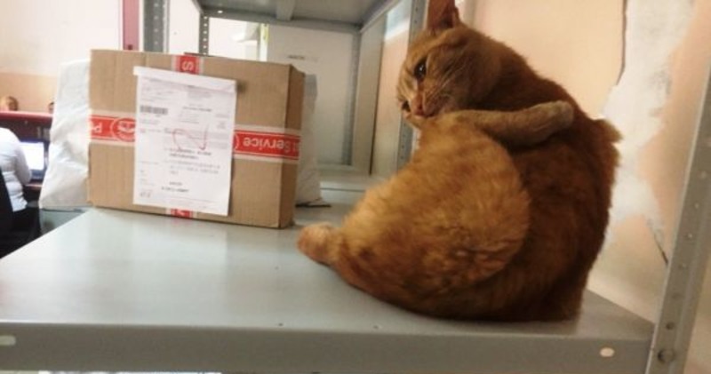 Фотография: Кот из Омска лишился хозяев и устроился на работу в 