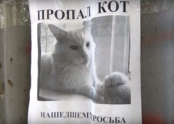 Видео из России с объявлением о пропаже кота и оптической иллюзией стало вирусным