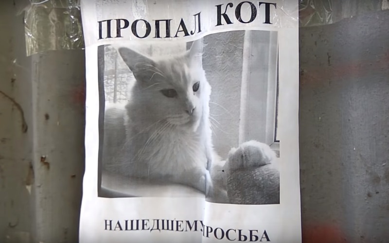 Фотография: Видео из России с объявлением о пропаже кота и оптической иллюзией стало вирусным №1 - BigPicture.ru