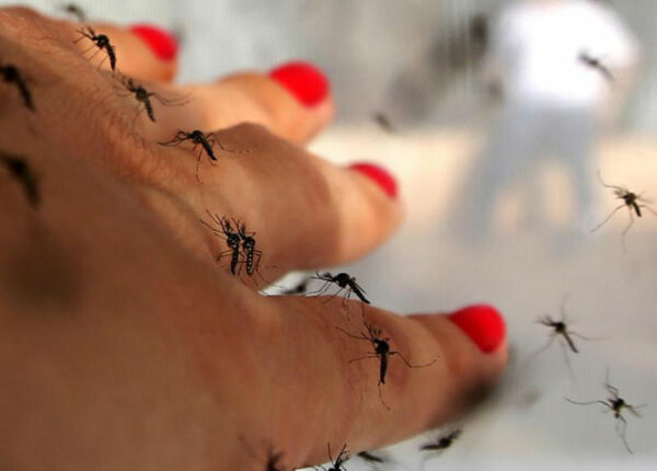 Билл Гейтс пожертвовал 4 миллиона долларов на создание комаров-убийц