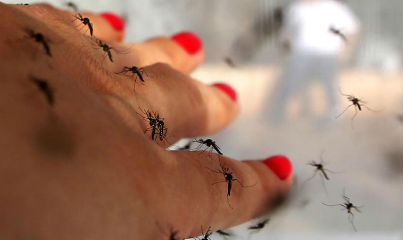 Фотография: Билл Гейтс пожертвовал 4 миллиона долларов на создание комаров-убийц №1 - BigPicture.ru