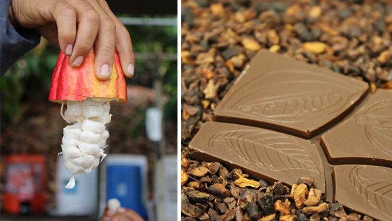 Фотография: От стручков на дереве до готовой шоколадной плитки: как делают крафтовый шоколад №1 - BigPicture.ru
