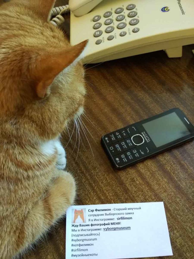 Фотография: Старший мяучный сотрудник Выборгского замка: кот получил трудовую книжку №3 - BigPicture.ru