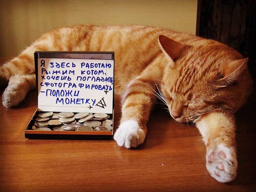 Фотография: Старший мяучный сотрудник Выборгского замка: кот получил трудовую книжку №2 - BigPicture.ru