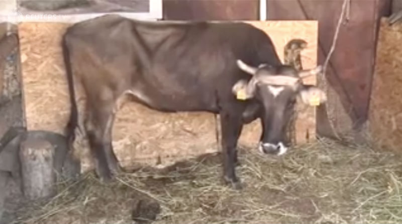 Фотография: Даже Пол Маккартни вступился: беременную корову Пенку, сбежавшую из Евросоюза, помиловали №1 - BigPicture.ru
