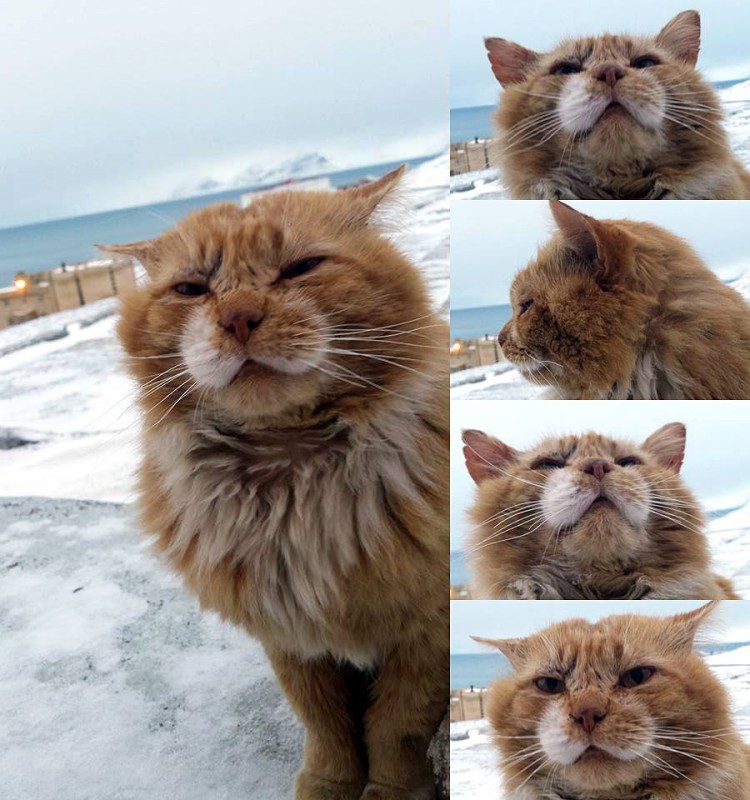 Фотография: Джеймс Кот: почему единственный кот Шпицбергена скрывается под чужими документами №3 - BigPicture.ru
