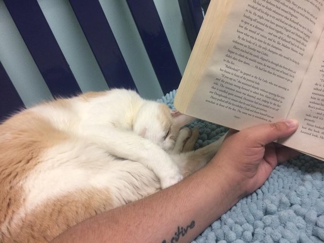 Фотография: Американец приручил бездомного слепого кота, читая ему книги о Гарри Поттере №4 - BigPicture.ru