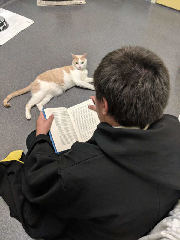 Фотография: Американец приручил бездомного слепого кота, читая ему книги о Гарри Поттере №6 - BigPicture.ru