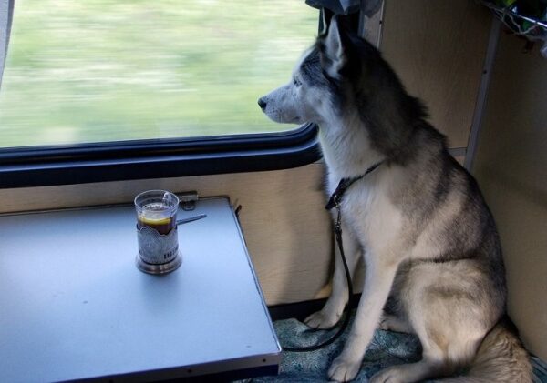 В России животным разрешили ездить в поездах без хозяев
