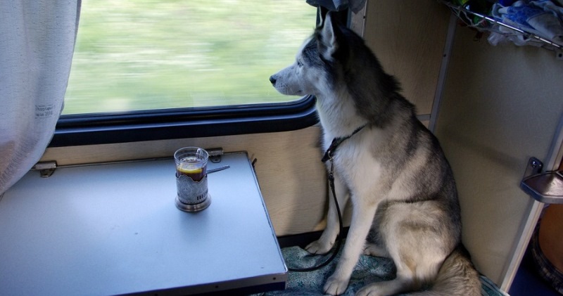 Фотография: В России животным разрешили ездить в поездах без хозяев №1 - BigPicture.ru