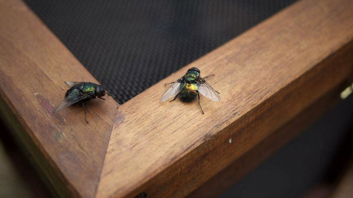 Фотография: 2,3 кило мух за неделю: как избавиться от насекомых на даче по австралийской методике №3 - BigPicture.ru