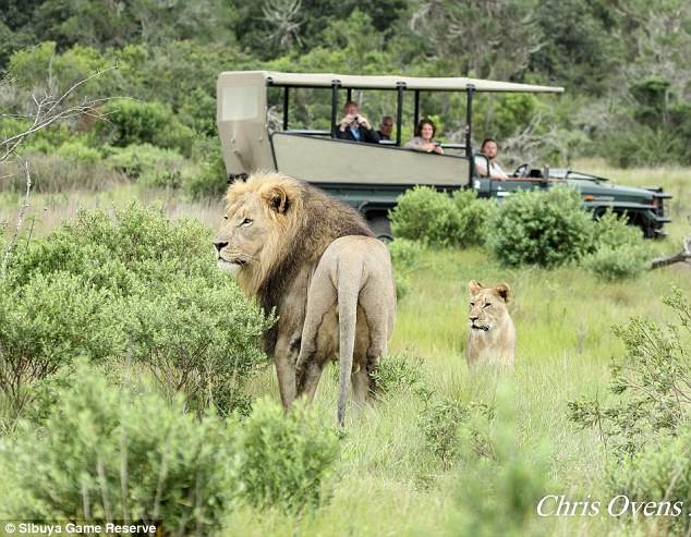 Фотография: Осталась только голова и обувь: в ЮАР львы сожрали браконьеров, охотившихся на носорогов №2 - BigPicture.ru