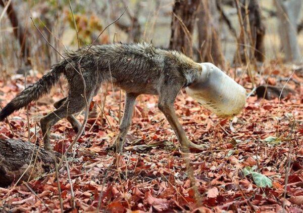 Волк с пластиковой бутылкой на голове: случайный кадр фотографа спас животное от мучительной смерти