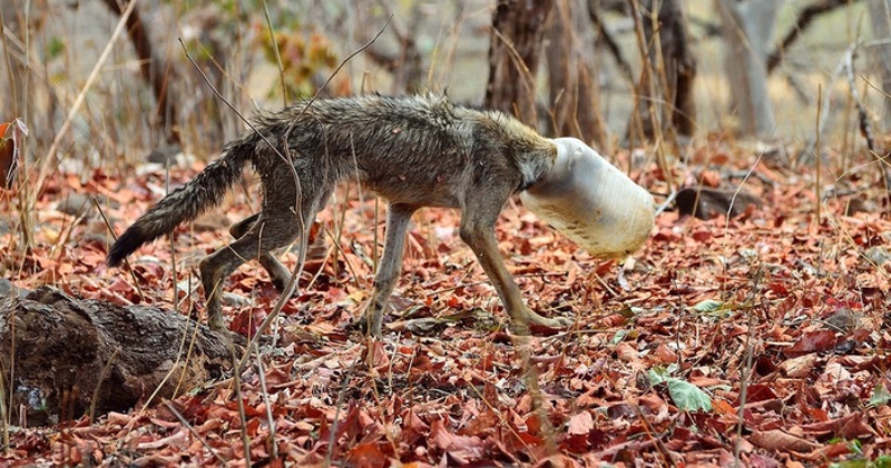 Фотография: Волк с пластиковой бутылкой на голове: случайный кадр фотографа спас животное от мучительной смерти №1 - BigPicture.ru