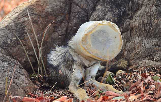 Фотография: Волк с пластиковой бутылкой на голове: случайный кадр фотографа спас животное от мучительной смерти №2 - BigPicture.ru