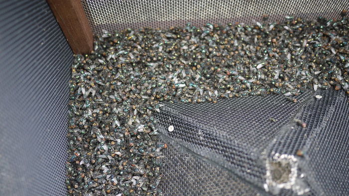 Фотография: 2,3 кило мух за неделю: как избавиться от насекомых на даче по австралийской методике №17 - BigPicture.ru