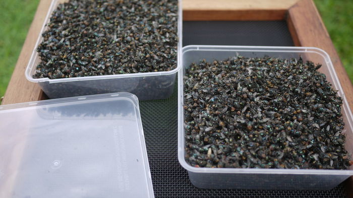 Фотография: 2,3 кило мух за неделю: как избавиться от насекомых на даче по австралийской методике №18 - BigPicture.ru