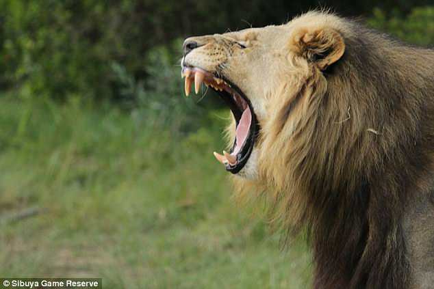 Фотография: Осталась только голова и обувь: в ЮАР львы сожрали браконьеров, охотившихся на носорогов №3 - BigPicture.ru