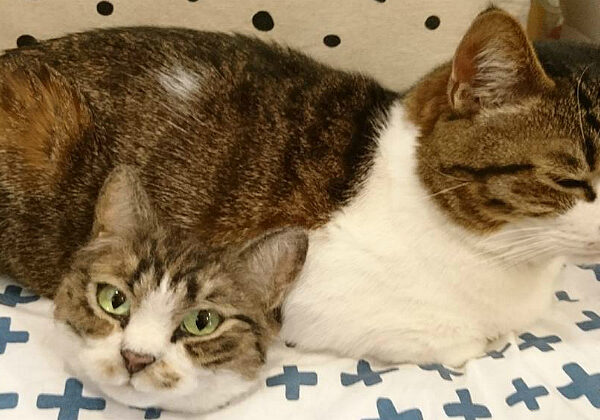 Тайна двухголового кота и другие чудеса японской мастерицы