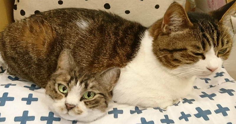 Фотография: Тайна двухголового кота и другие чудеса японской мастерицы №1 - BigPicture.ru