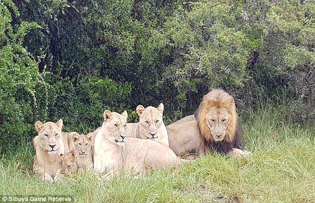 Фотография: Осталась только голова и обувь: в ЮАР львы сожрали браконьеров, охотившихся на носорогов №5 - BigPicture.ru