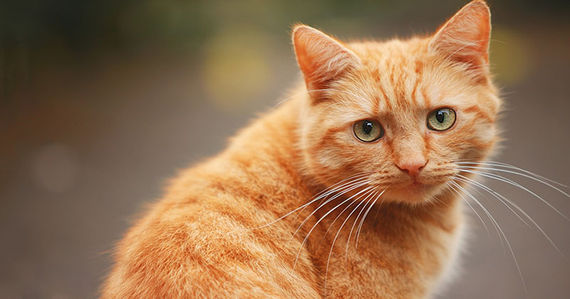 Фотография: Рыжий ласковый кот снимает политическое напряжение №1 - BigPicture.ru