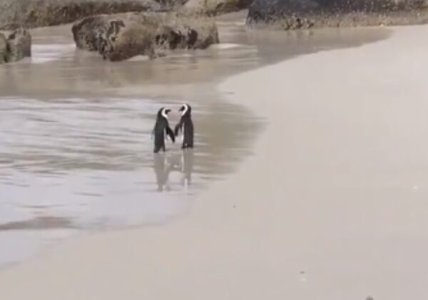 «Они что, держатся за КРЫЛЫШКИ?!»: влюбленные пингвины покорили твиттер