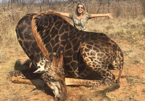 Американка застрелила жирафа и устроила фотосессию с трупом животного ради лайков