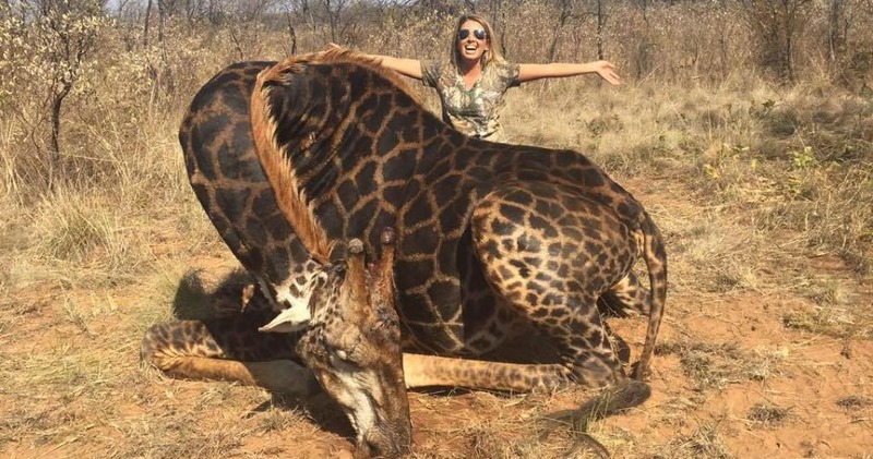 Фотография: Американка застрелила жирафа и устроила фотосессию с трупом животного ради лайков №1 - BigPicture.ru
