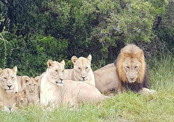 Осталась только голова и обувь: в ЮАР львы сожрали браконьеров, охотившихся на носорогов