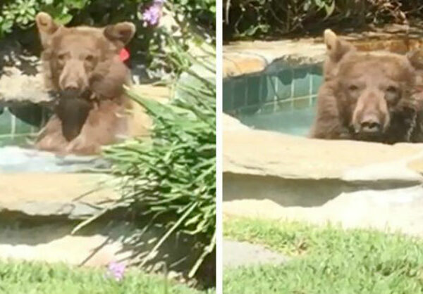 В Калифорнии медведь прогнал хозяев дома, залез в джакузи и выпил их «Маргариту»