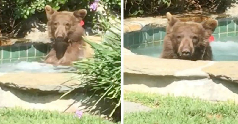 Фотография: В Калифорнии медведь прогнал хозяев дома, залез в джакузи и выпил их 