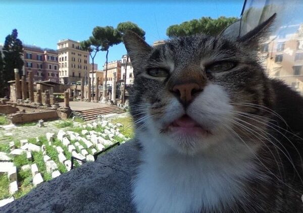 «Поддатый» кот попал на панораму Google-карт и за сутки стал знаменитым на весь мир