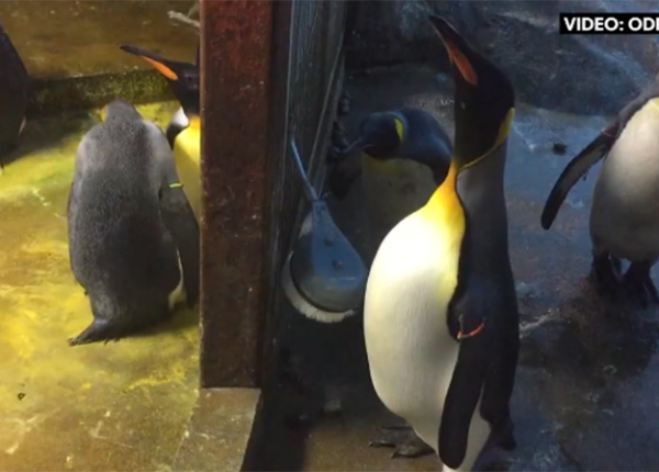 Увели прямо из-под клюва: пингвины-геи похитили птенца у плохих родителей
