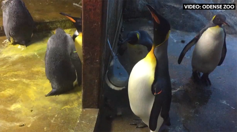 Фотография: Увели прямо из-под клюва: пингвины-геи похитили птенца у плохих родителей №1 - BigPicture.ru