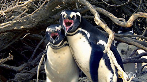 Фотография: Увели прямо из-под клюва: пингвины-геи похитили птенца у плохих родителей №2 - BigPicture.ru