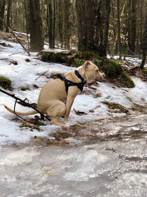 Фотография: Какающие собаки-2019 : что подарить другу на Новый год №10 - BigPicture.ru