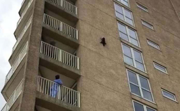 Фотография: Енот совершил прыжок веры с 9 этажа, возомнив себя ассасином №2 - BigPicture.ru